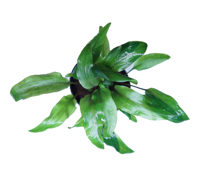 Cryptocoryne becketti petchii