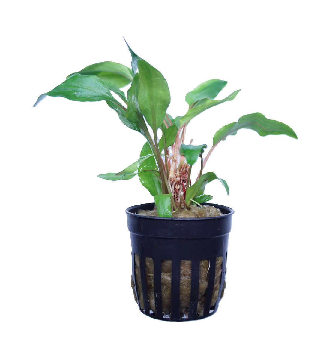 Cryptocoryne becketti petchii