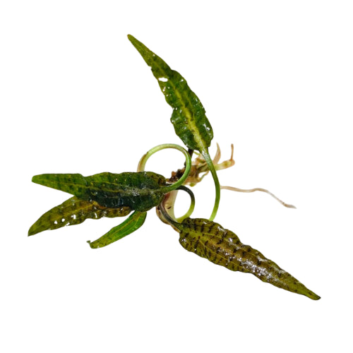 Cryptocoryne Eunoii
