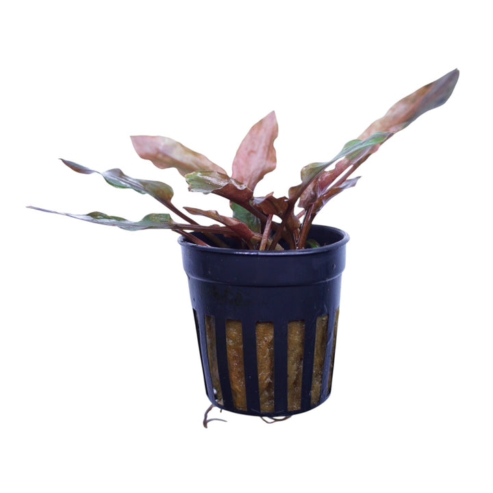 Cryptocoryne Florida Sunset aquatic plant from Cuboid Nature Aquarium, shown in a pot with green and reddish leaves.