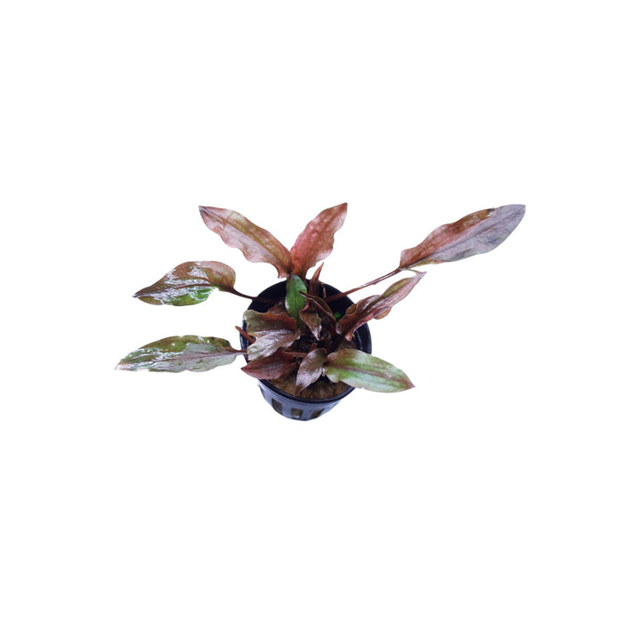 Cryptocoryne Florida Sunset aquatic plant from Cuboid Nature Aquarium, shown in a pot with lush green and reddish-orange leaves.