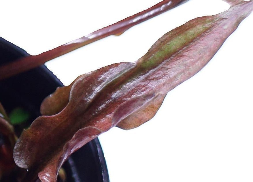 Cryptocoryne Florida Sunset aquatic plant in a Cuboid Nature Aquarium pot, showcasing vibrant green and reddish leaf colors.