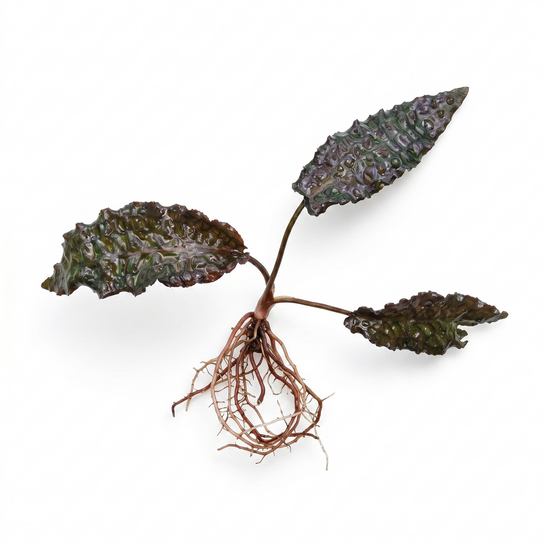 Cryptocoryne Keii
