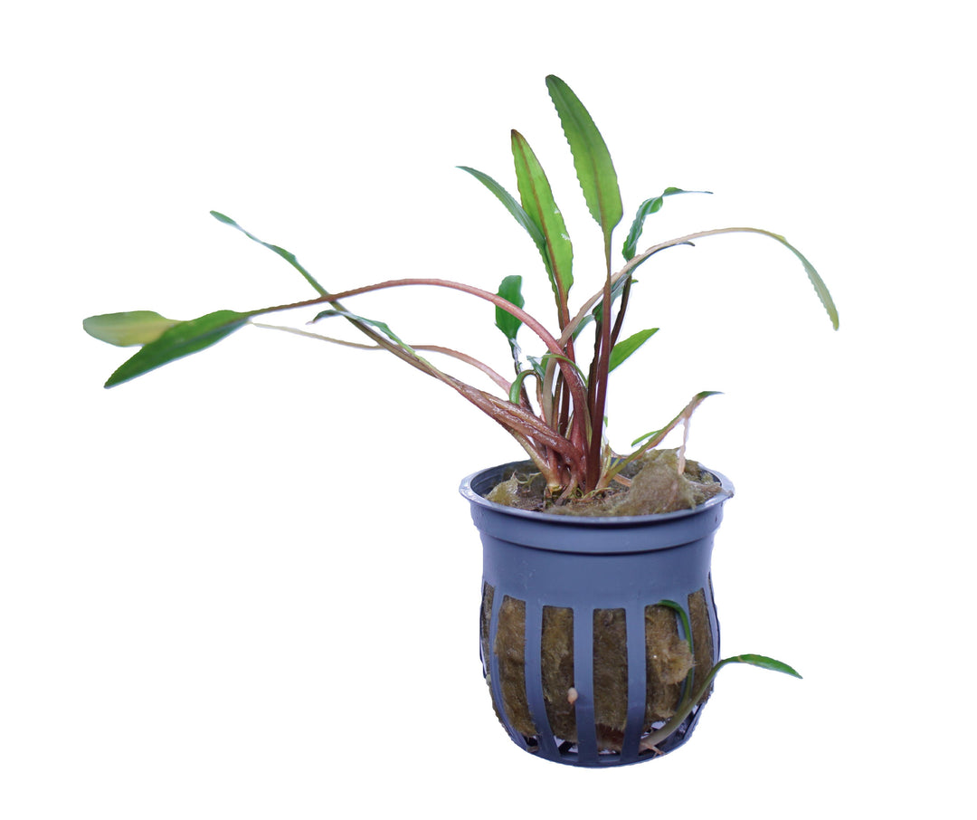 Cryptocoryne Lucens