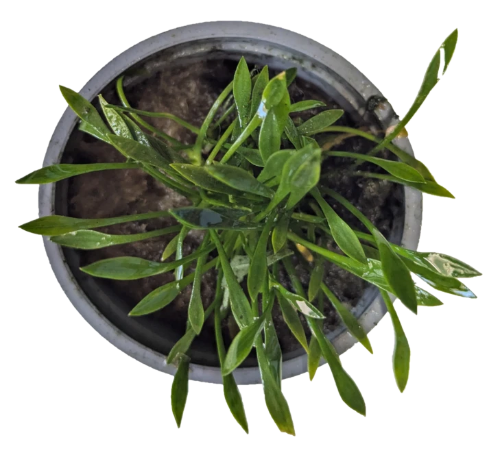 Cryptocoryne Parva