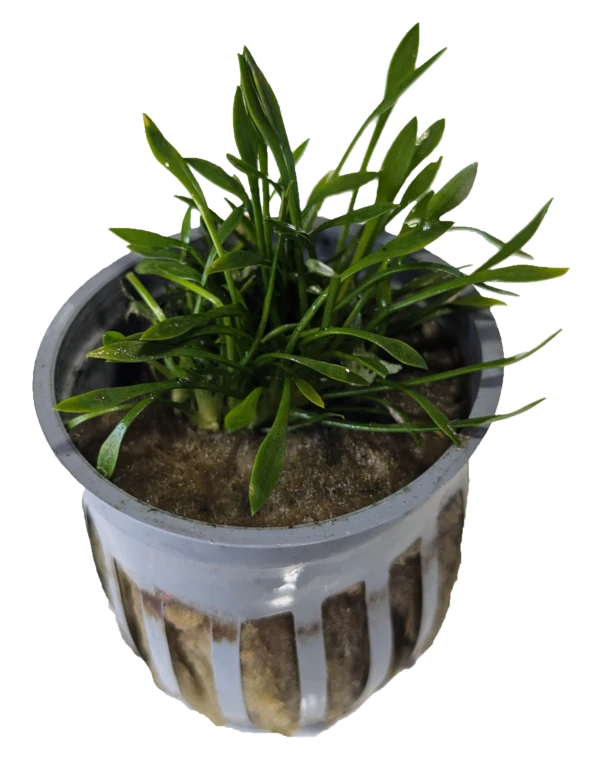 Cryptocoryne Parva