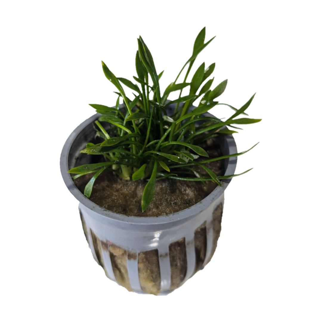 Cryptocoryne Parva