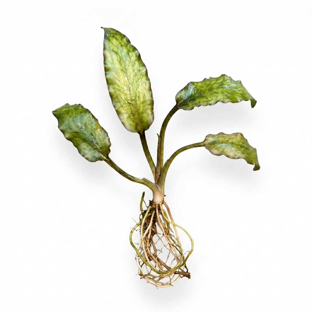 Cryptocoryne Silver Queen aquatic plant in a pot from Cuboid Nature Aquarium, suitable for freshwater aquariums.