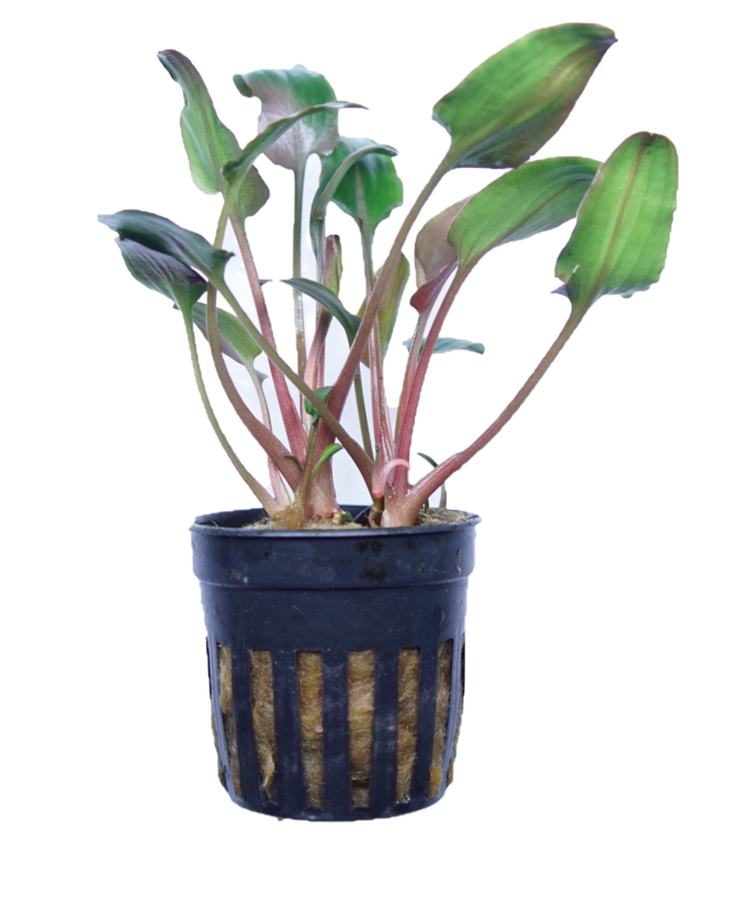 Cryptocoryne undulata red