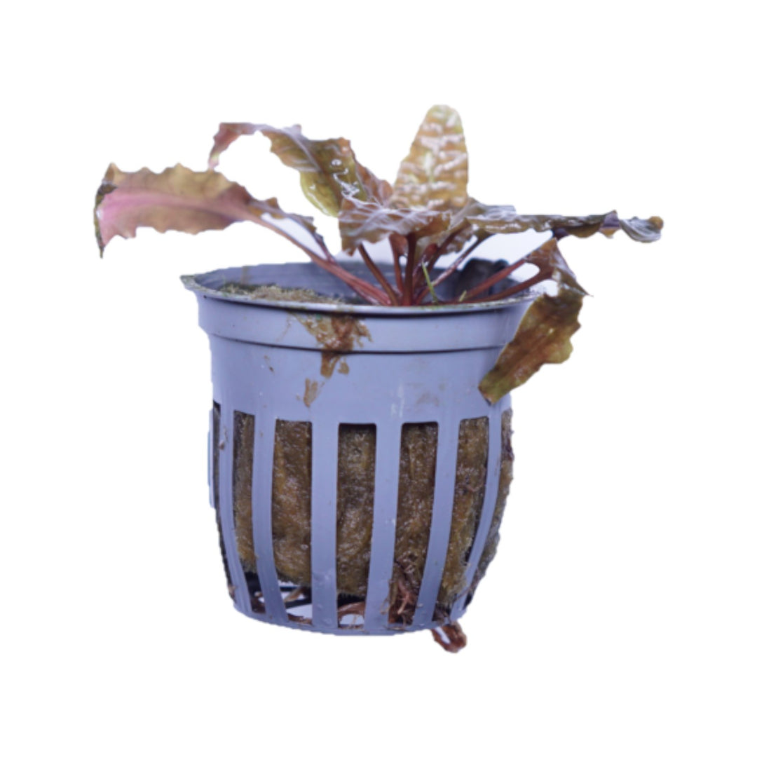 Cryptocoryne Wendtii Brown