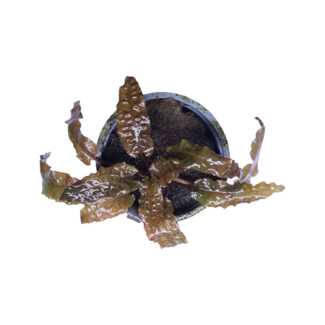 Cryptocoryne Wendtii Brown