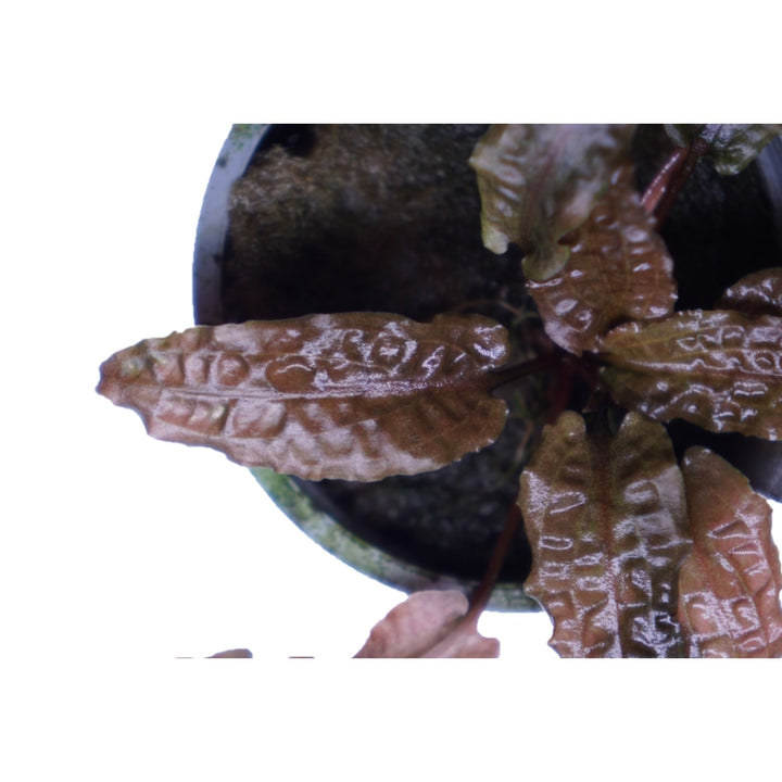 Cryptocoryne Wendtii Brown