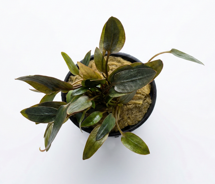 Cryptocoryne Wendtii Indonesia