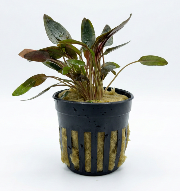Cryptocoryne Wendtii Indonesia