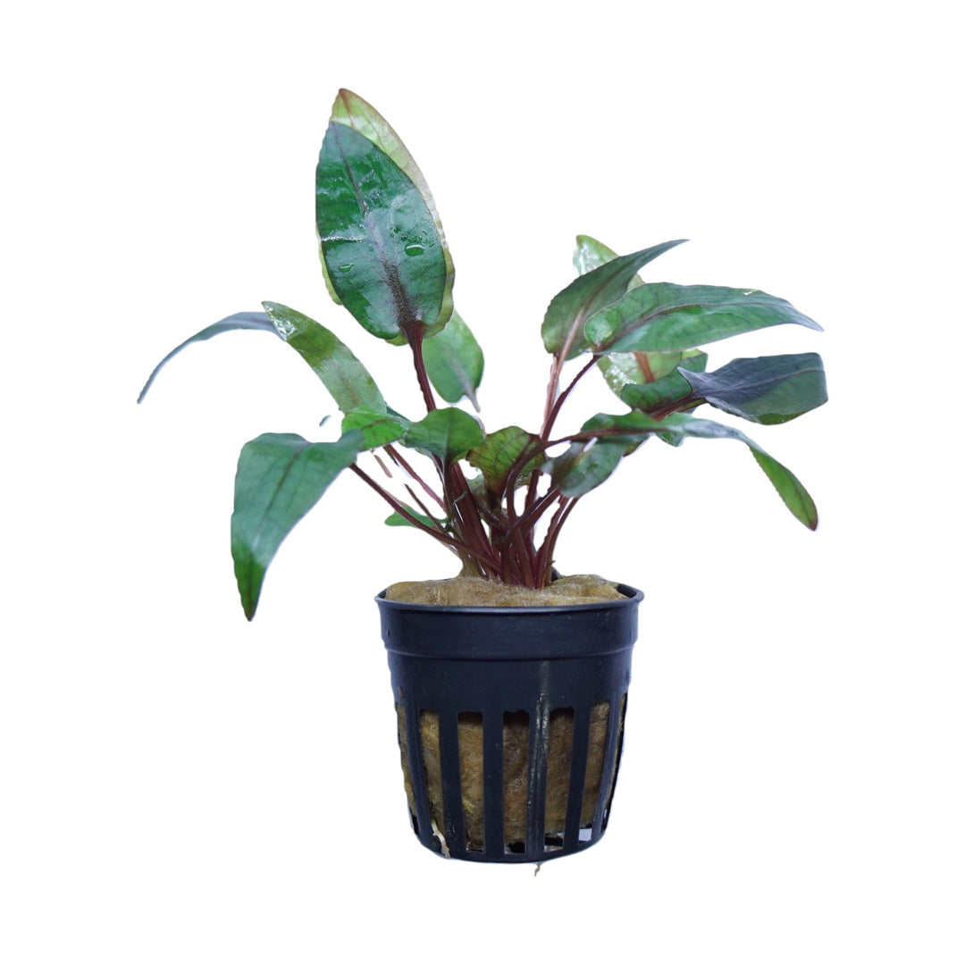 Cryptocoryne Wendtii Tropica