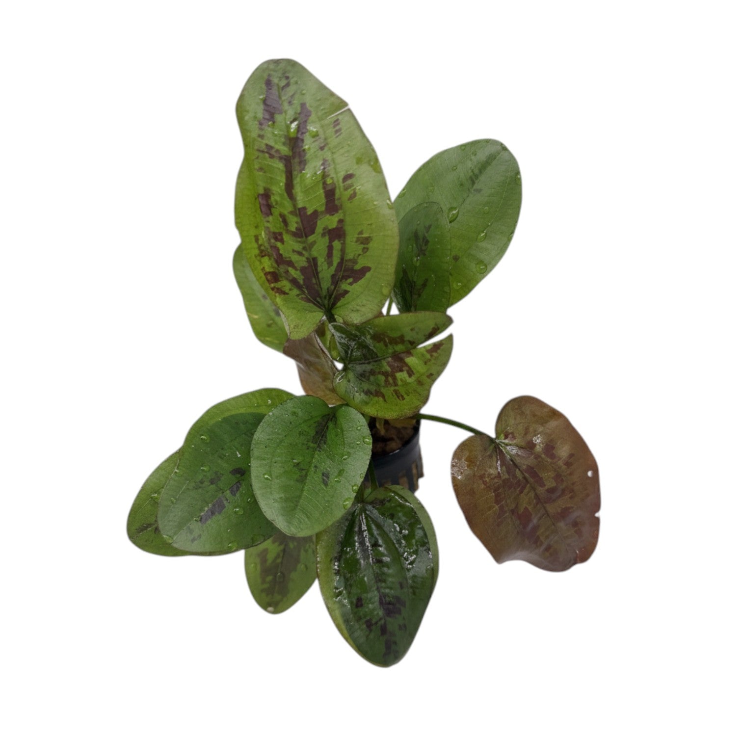 Healthy Echinodorus Chocolate Marble aquatic plant from Cuboid Nature Aquarium, with lush green and chocolate-colored leaves.