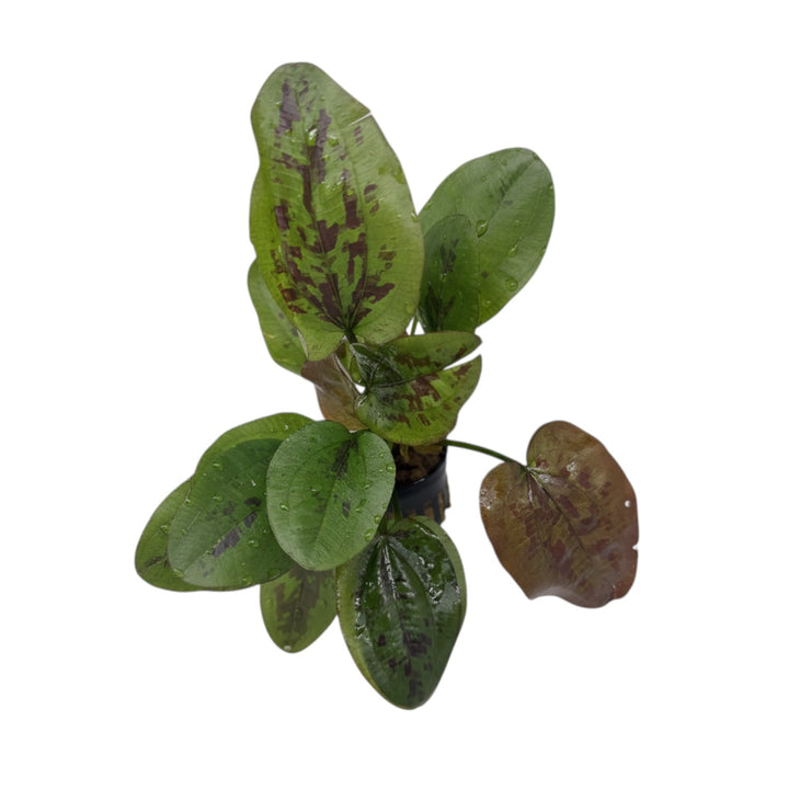 Healthy Echinodorus Chocolate Marble aquatic plant from Cuboid Nature Aquarium, with lush green and chocolate-colored leaves.