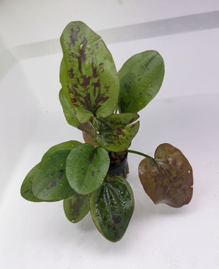 Echinodorus Chocolate Marble