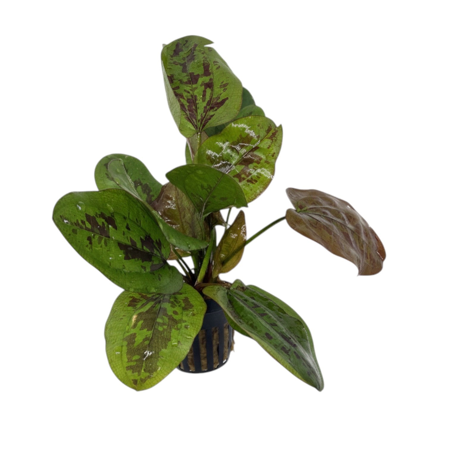 Echinodorus Chocolate Marble aquatic plant from Cuboid Nature Aquarium, featuring broad green leaves with chocolate marbled patterns.