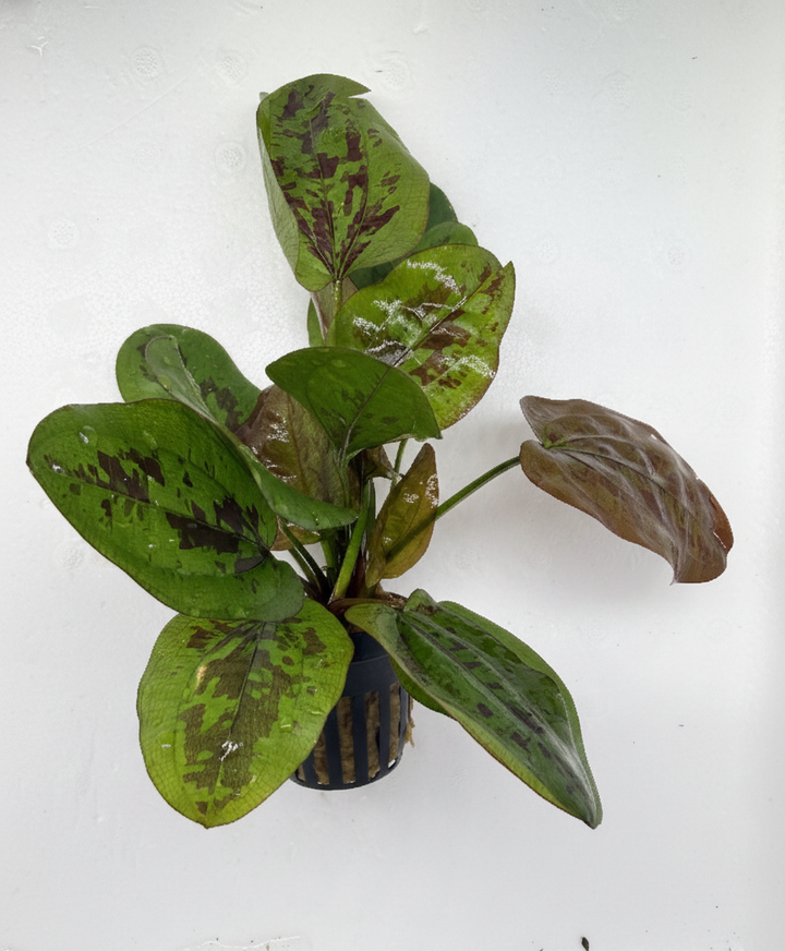 Echinodorus Chocolate Marble