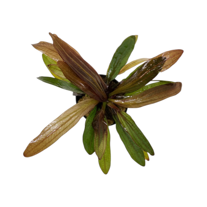 Echinodorus horemanii red