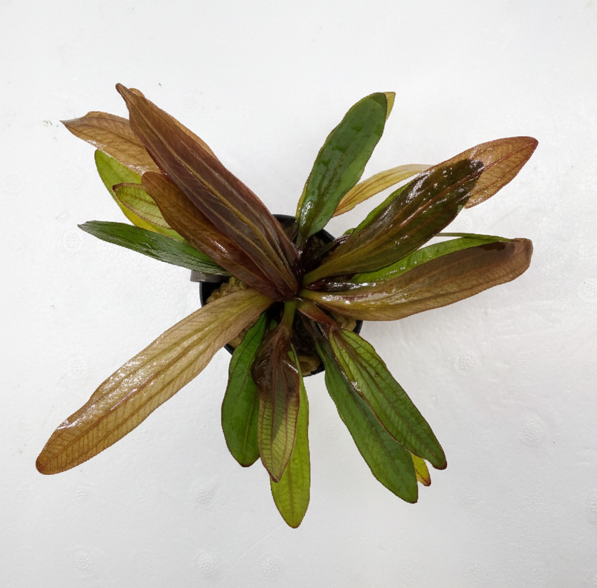 Echinodorus horemanii red