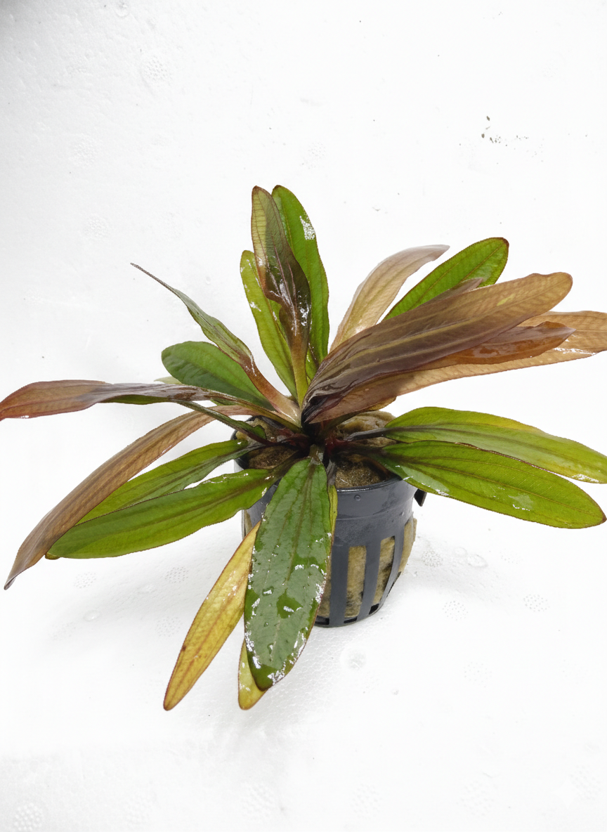 Echinodorus horemanii red