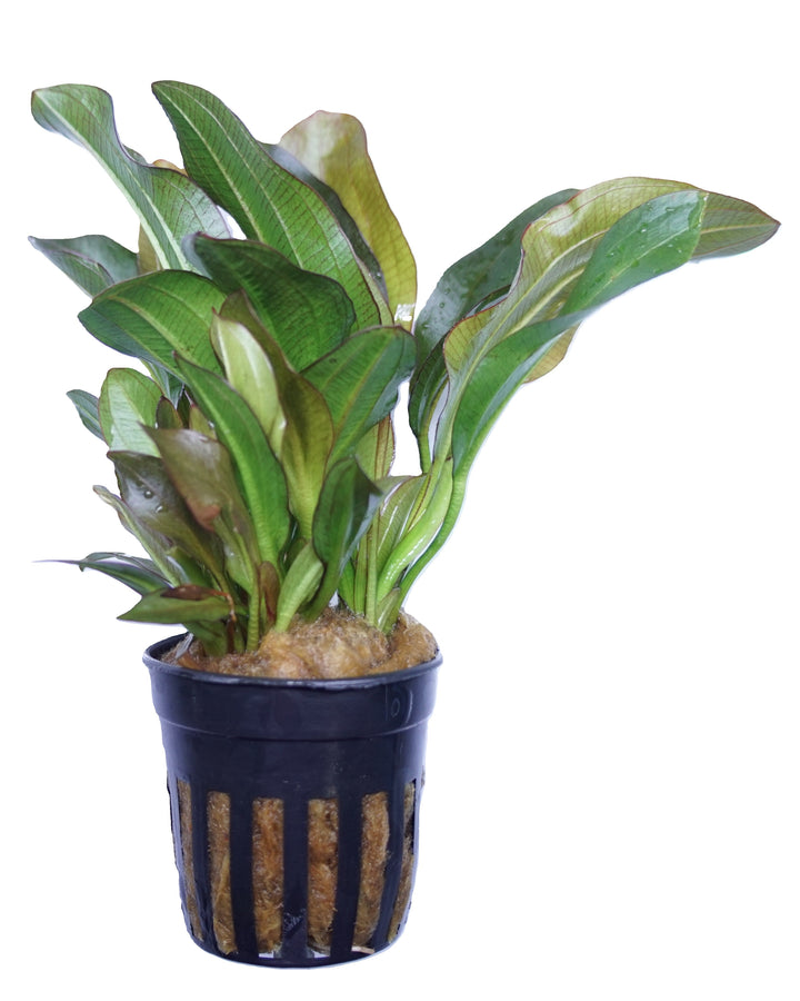 Red Phoenix Echinodorus aquatic plant in a Cuboid Nature Aquarium pot, vibrant red and green foliage for freshwater aquariums.