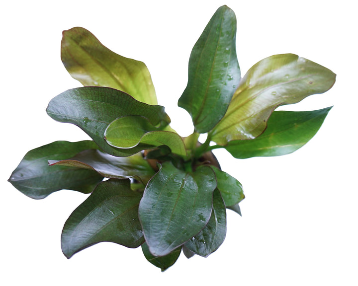 Echinodorus Red Phoenix aquatic plant in a pot, vibrant red and green leaves, suitable for freshwater aquariums.