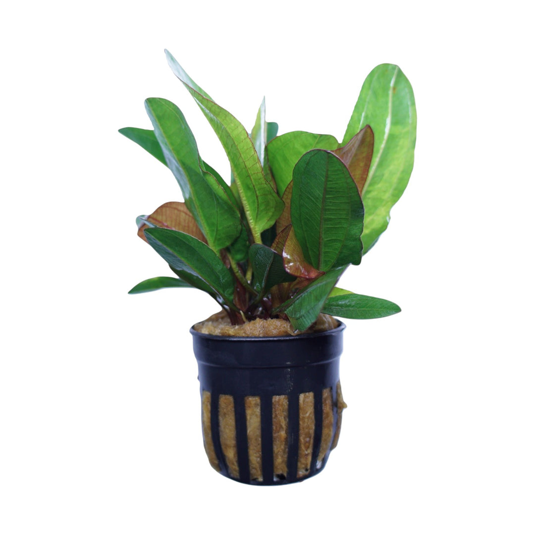 Echinodorus small bear