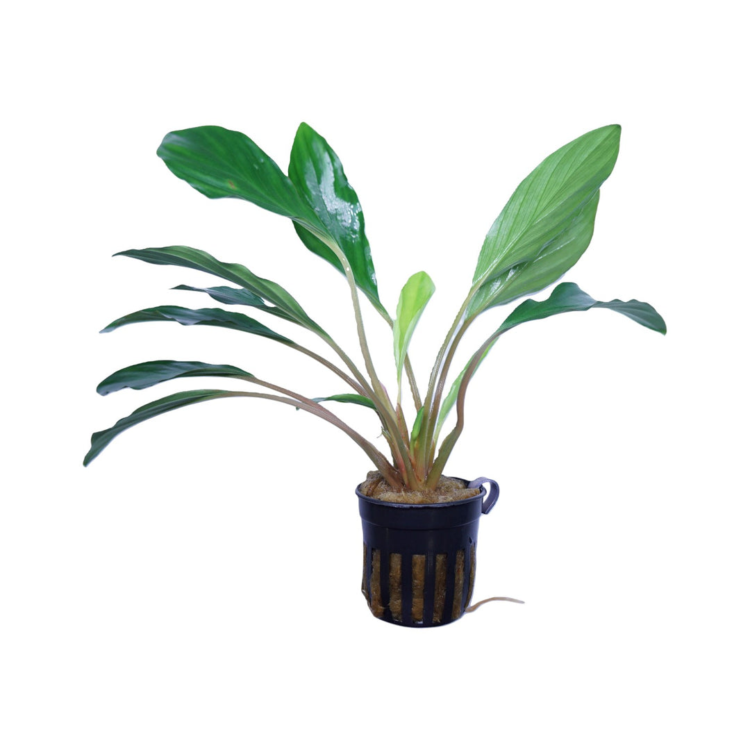 Homalomena sp broad cuneate red stem
