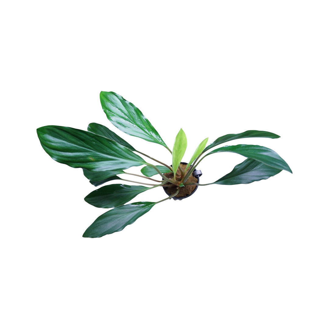 Homalomena sp broad cuneate red stem