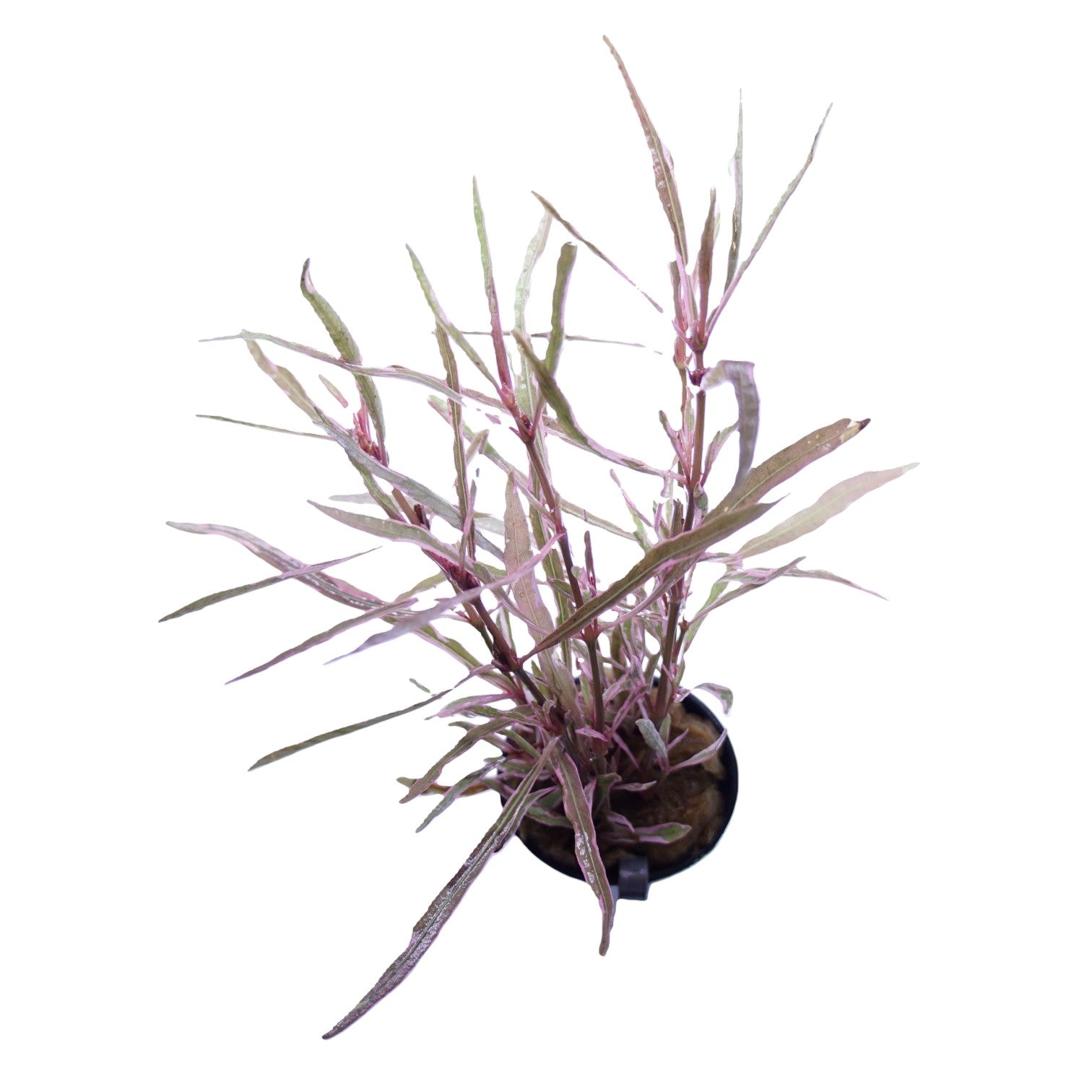 Pink Lady Hygrophila ringens plant from Cuboid Nature Aquarium, vibrant pink leafy aquatic plant for freshwater tanks.