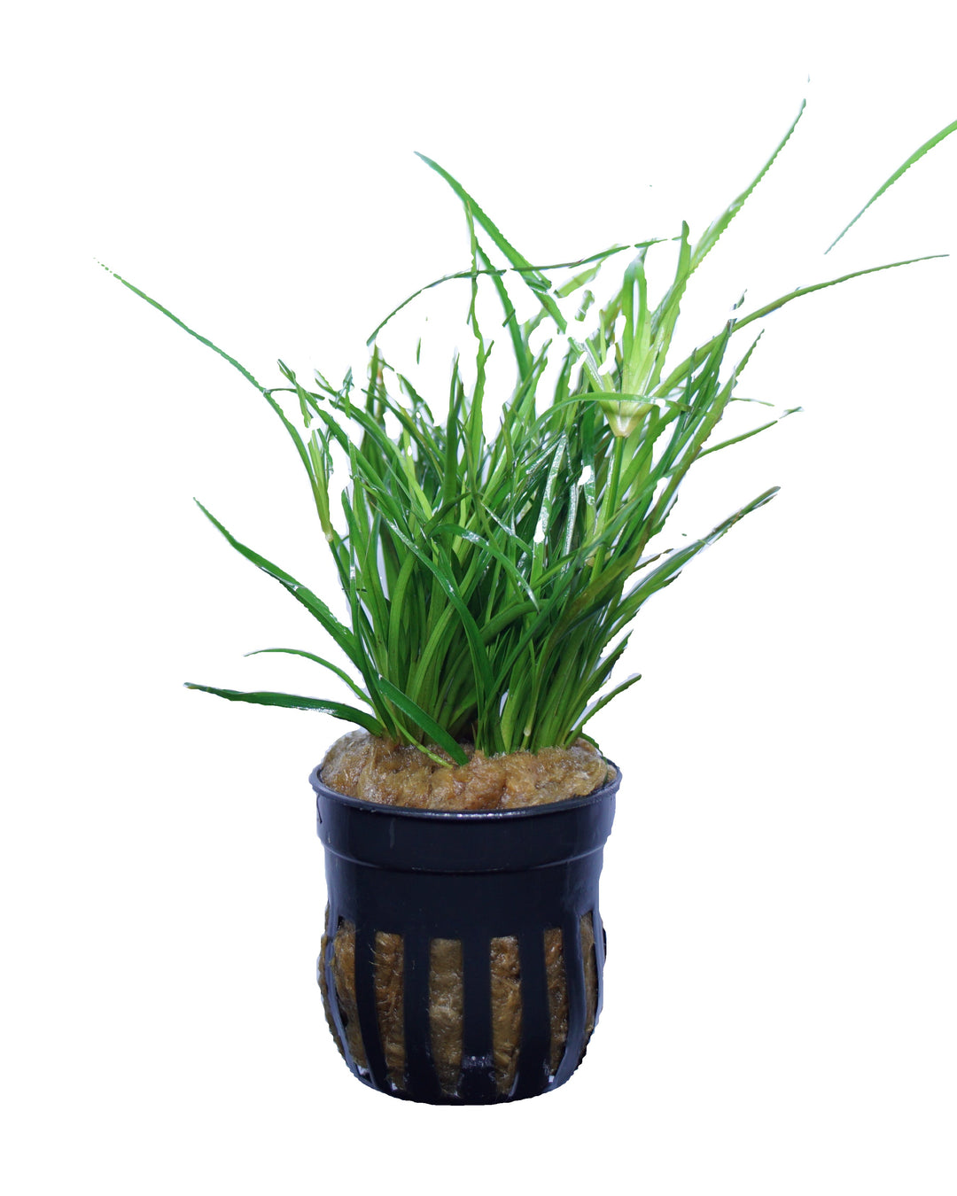 Juncus repens
