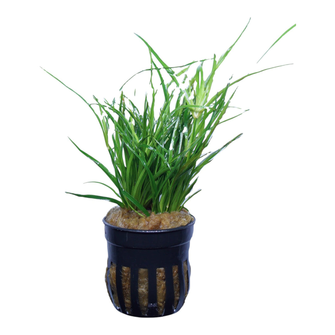 Juncus repens