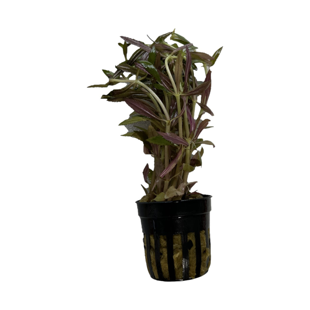 Limnophila Aromatica