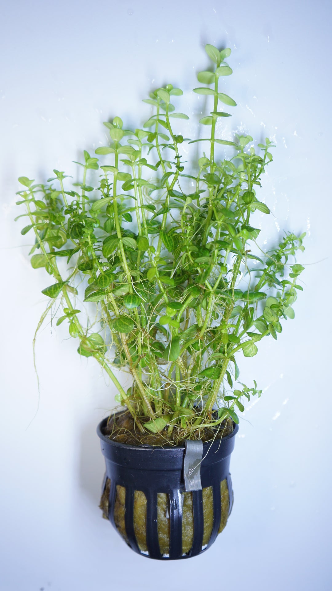Lindernia Rotundifolia variegated