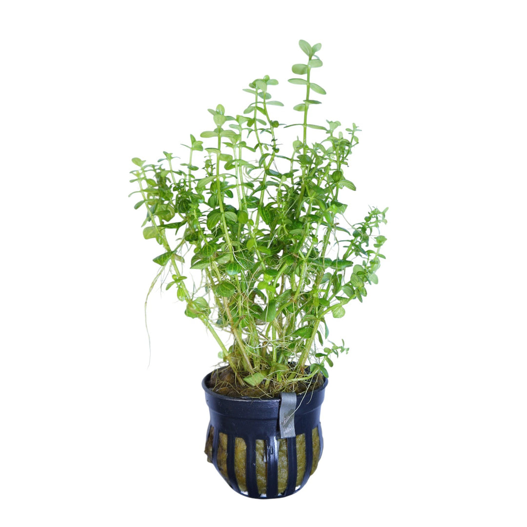 Variegated Lindernia Rotundifolia aquatic plant in a Cuboid Nature Aquarium pot, showcasing green and white variegated leaves.