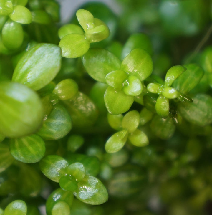 Lindernia Rotundifolia variegated