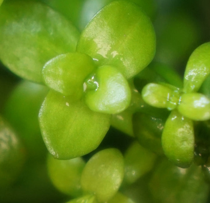 Lindernia Rotundifolia variegated