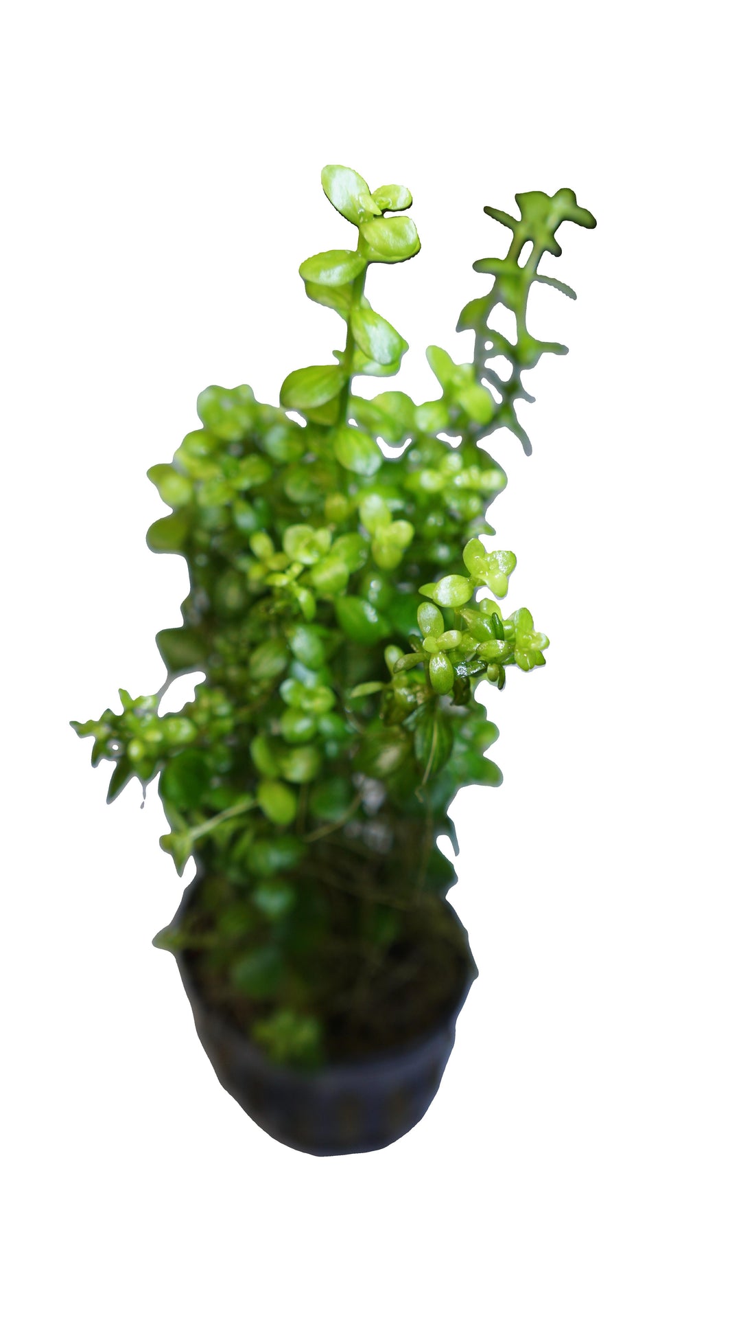 Lindernia Rotundifolia variegated