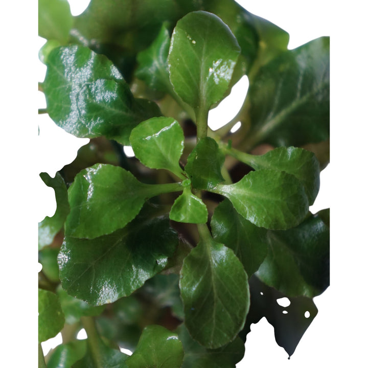 Lobelia Cardinalis Wavy