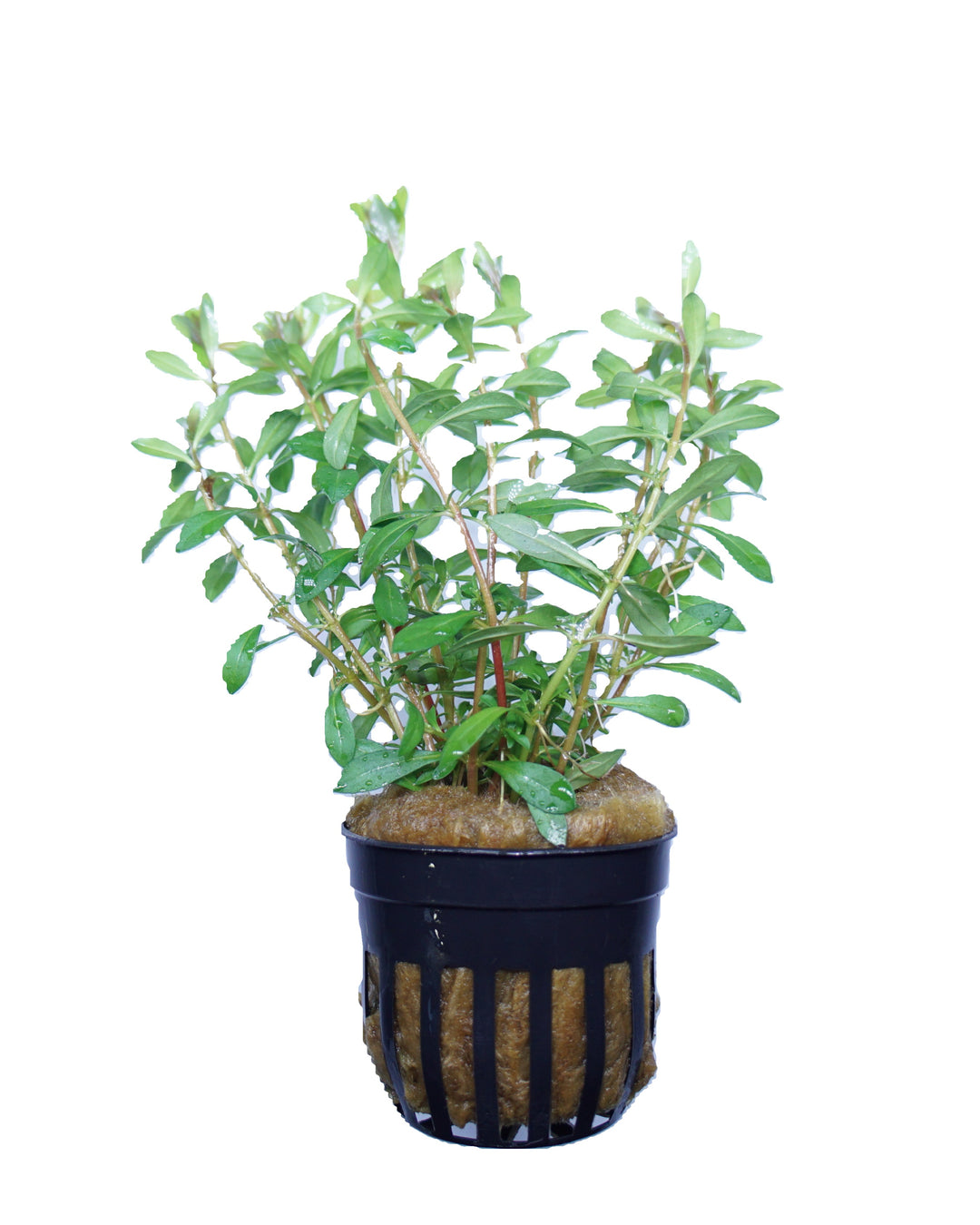 Ludwigia Arcuata - Don Not Use, Needle Leaf