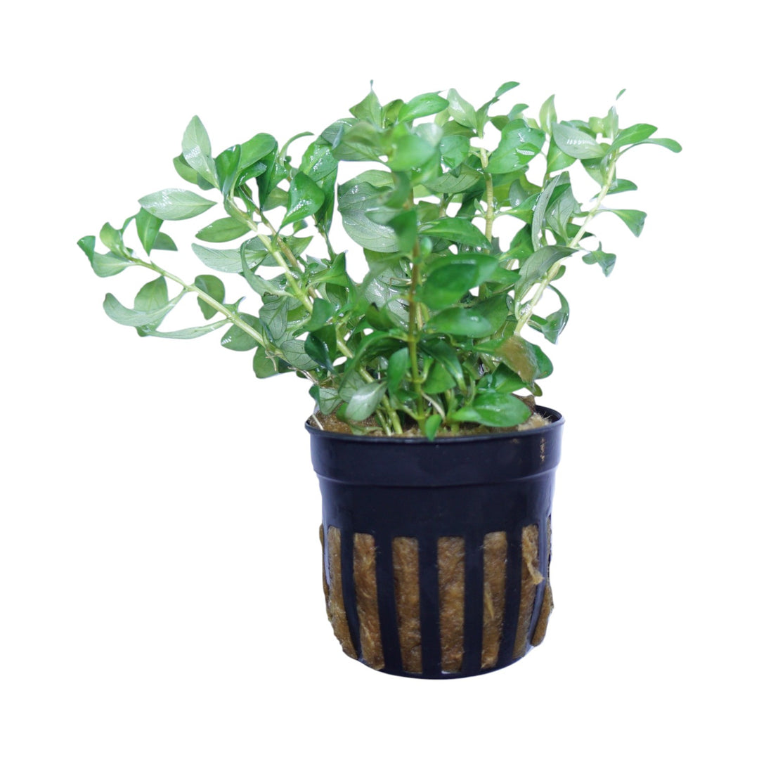 Ludwigia Inclinata Verticillata Curly