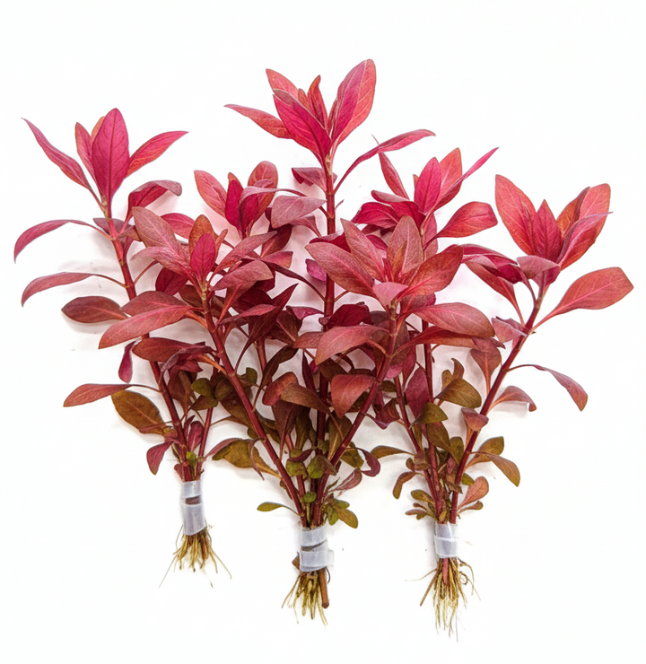 Ludwigia Peruensis