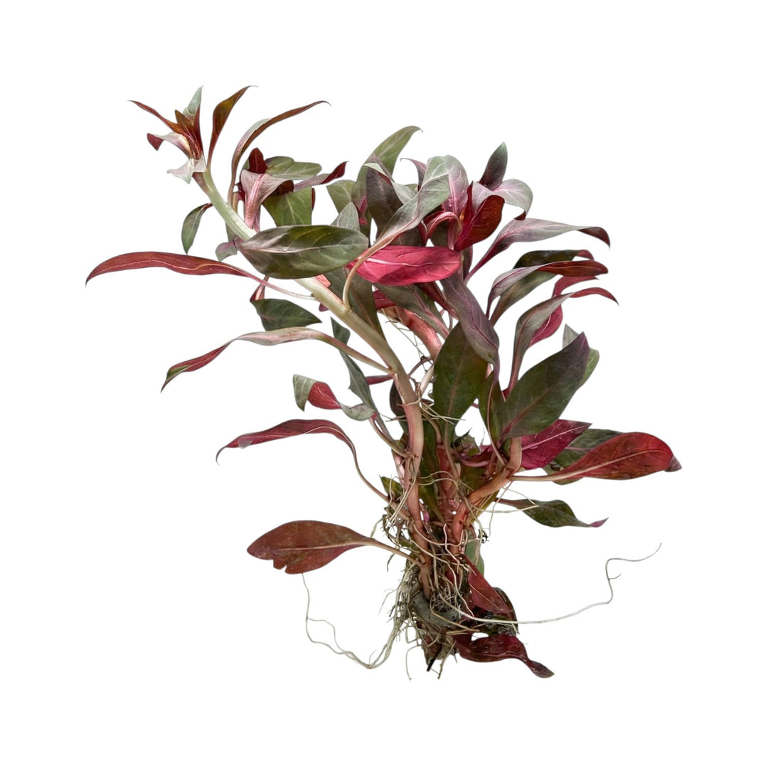 Ludwigia Peruensis