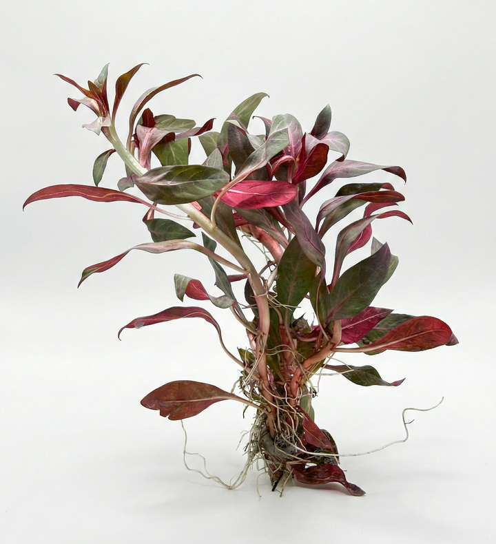 Ludwigia Peruensis
