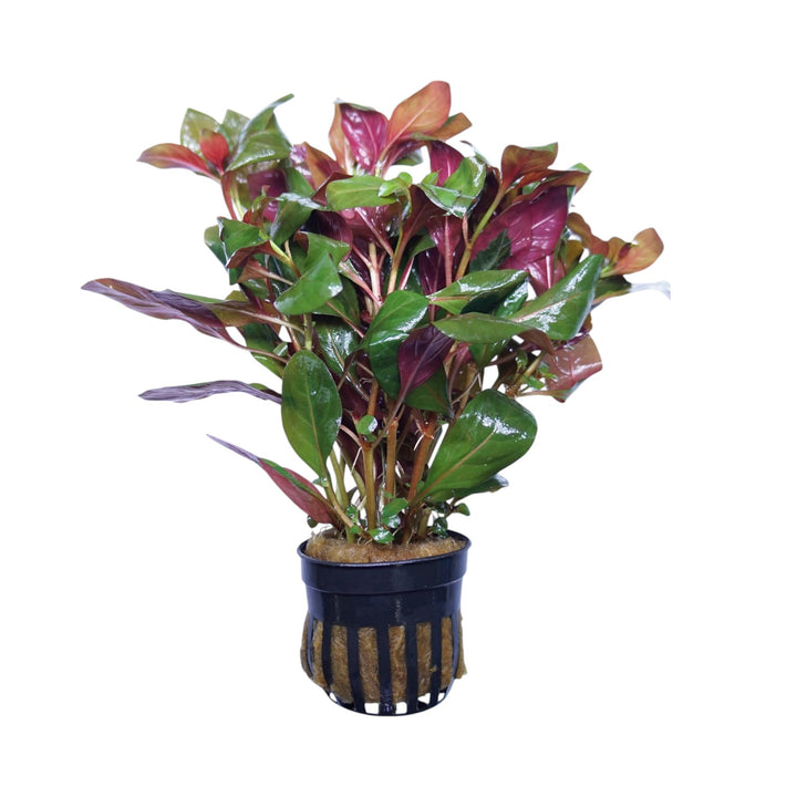 Ludwigia Peruensis Diamond