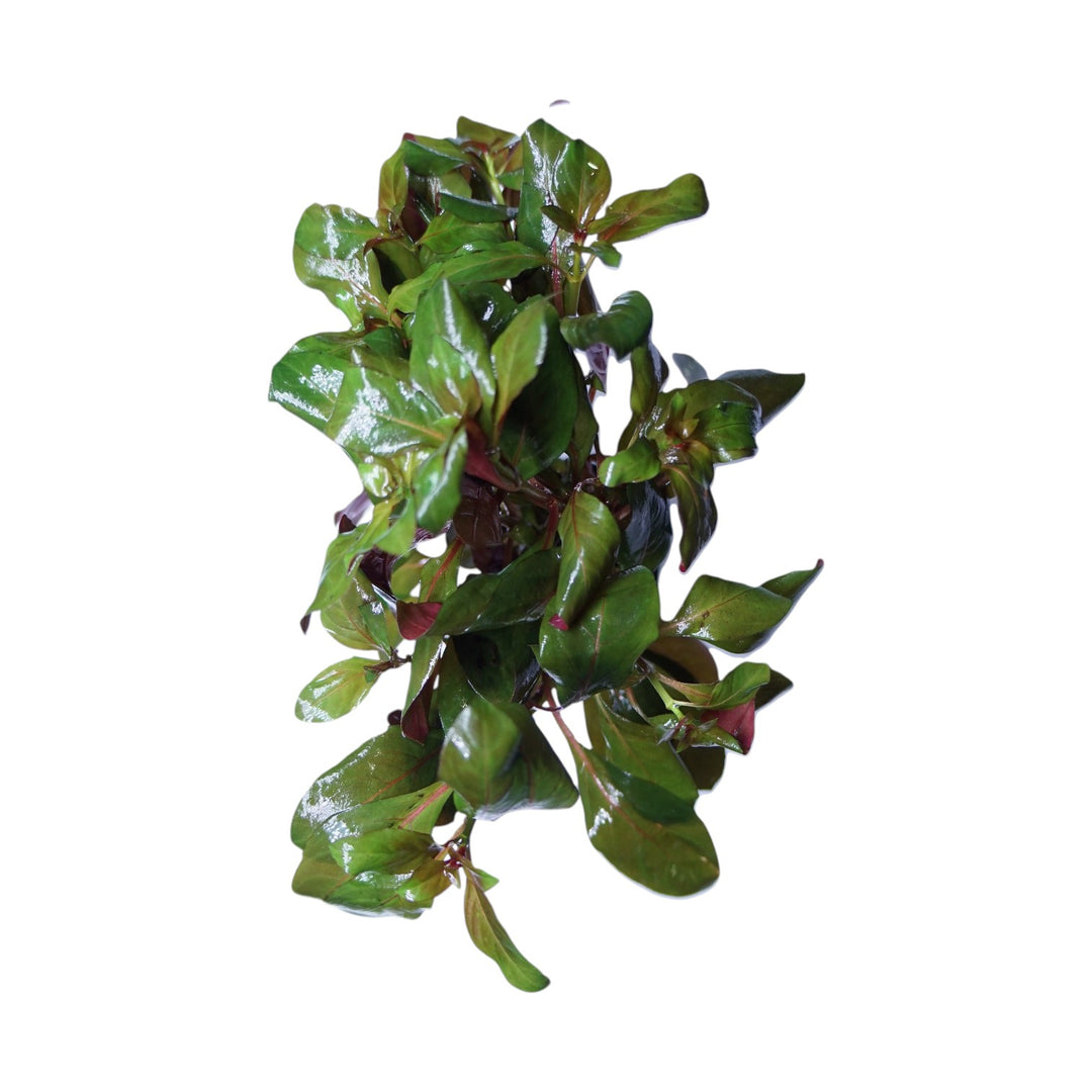 Ludwigia Peruensis Diamond