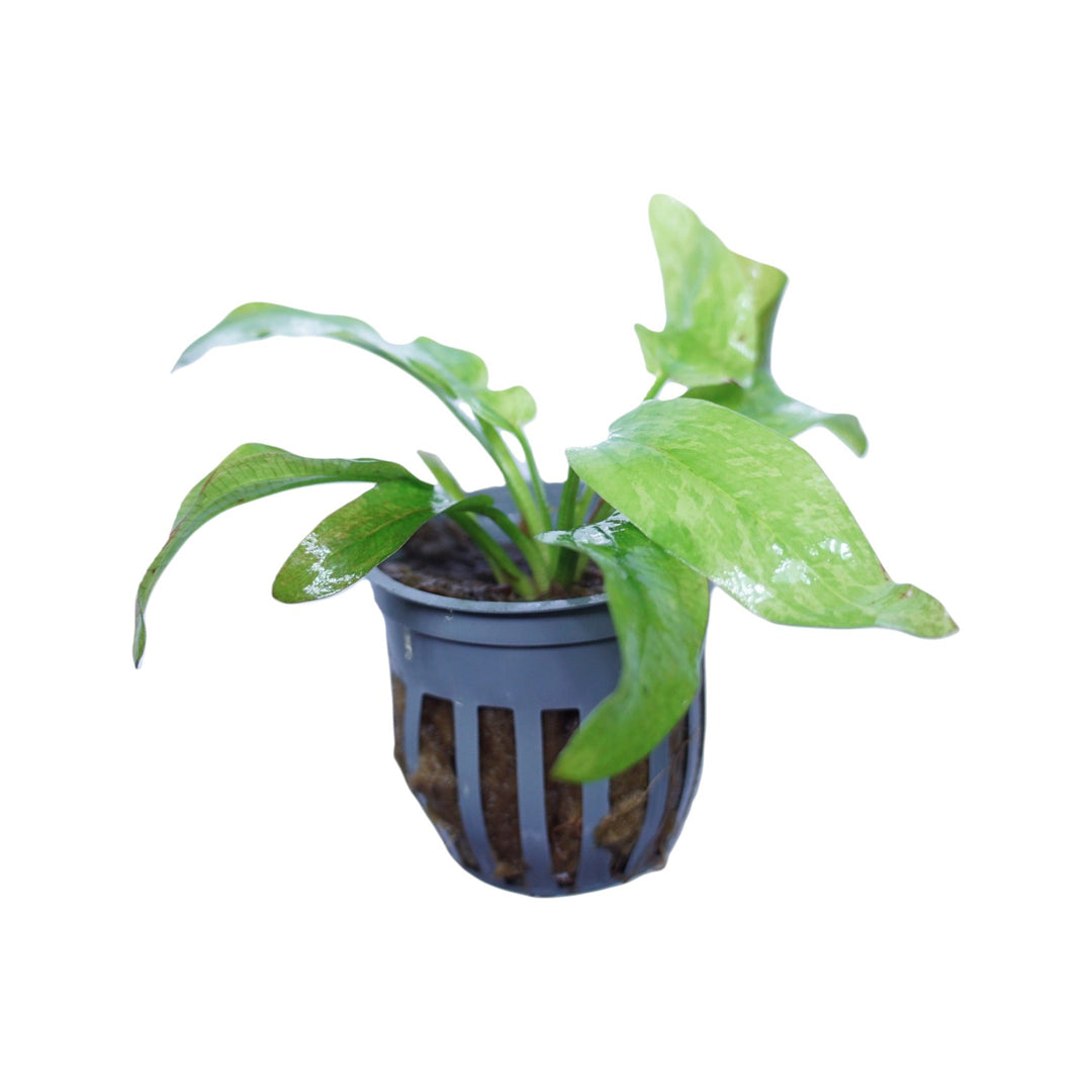 Marble Queen Radican Sword